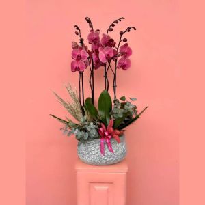  Malatya Çiçekçiler - Orkideler