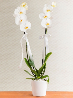  Malatya Çiçek - Çift dal beyaz orkide