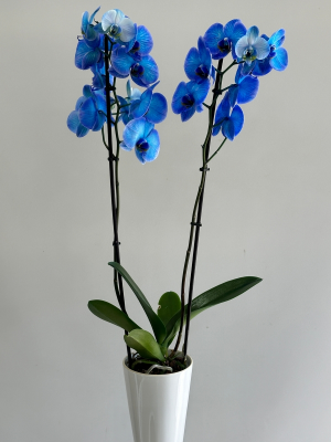  Malatya Çiçek Siparişi - Çift dal mavi orkide