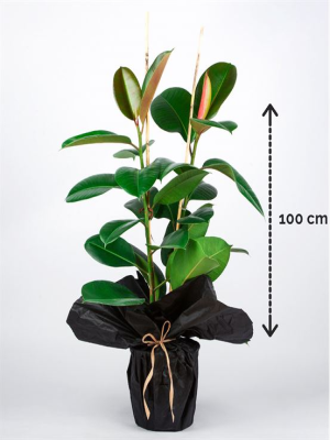  Malatya Çiçek - kavçuk saksı bitkisi