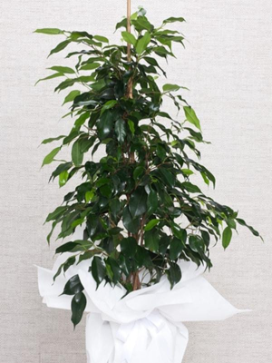  Malatya Çiçekçiler - ficus benjamin