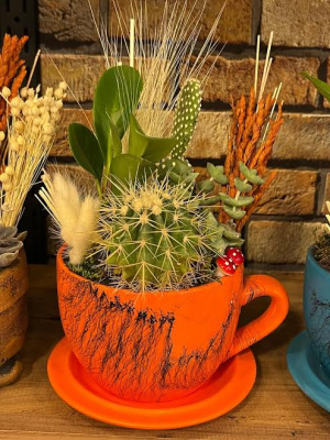  Malatya Çiçek - kaktüs arajmanı