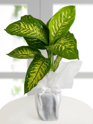  Malatya Çiçek Gönder - tropik saksı çiçeği