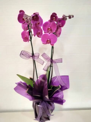  Malatya Çiçek Gönder - Çift dallı Mor orkide